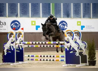 Training of sport horses, breaking in young horses