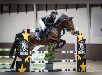 Training of sport horses, breaking in young horses