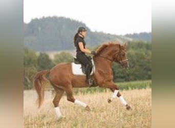 Training position in a family-oriented environment