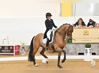 Training, schooling, stallion preparation & breaking-in