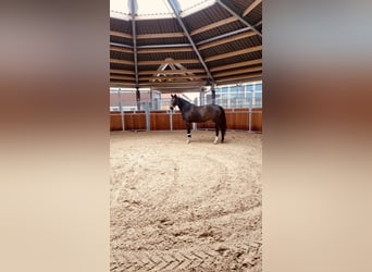 Training spots available – Full training on a modern equestrian facility