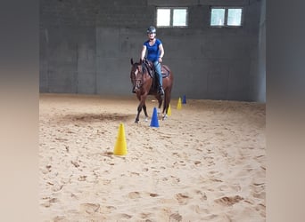 Western Ausbildung von Pferden, Jung- und Korrekturpferde