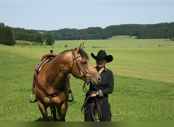 Western Ausbildung von Pferden, Jung- und Korrekturpferde