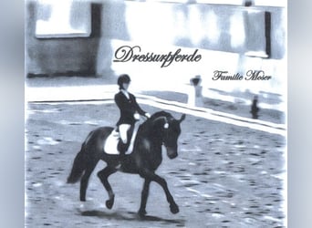Wir haben ab Mitte September einen freien Berittplatz!