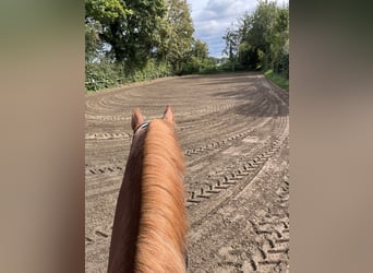 Young horse training / Lunging / Starting under saddle