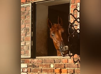 Young horse training / Lunging / Starting under saddle