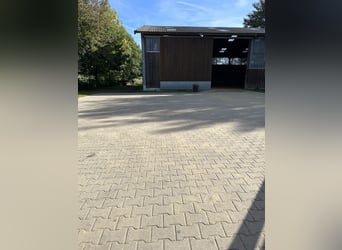 Young horse training / Lunging / Starting under saddle