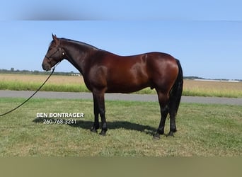 Cleveland Bay Mestizo, Caballo castrado, 5 años, 163 cm, Castaño rojizo