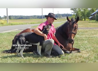 Cleveland Bay Mestizo, Caballo castrado, 5 años, 163 cm, Castaño rojizo