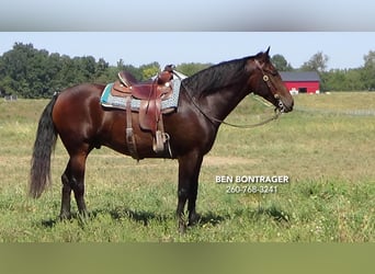 Cleveland Bay Mestizo, Caballo castrado, 5 años, 163 cm, Castaño rojizo