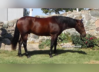 Cleveland Bay Mestizo, Caballo castrado, 5 años, 163 cm, Castaño rojizo