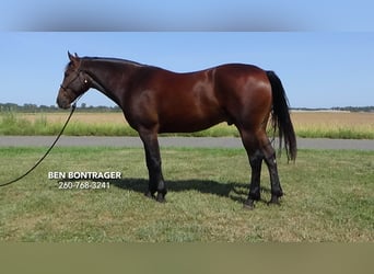 Cleveland Bay Mestizo, Caballo castrado, 5 años, 163 cm, Castaño rojizo