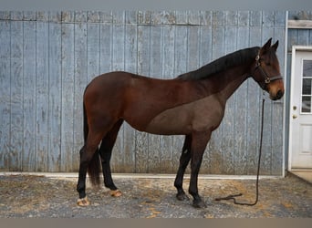 Cleveland Bay, Jument, 5 Ans, 60 cm, Bai