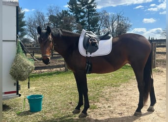 Cleveland Bay, Jument, 5 Ans, 60 cm, Bai