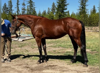 Cleveland Bay, Jument, 6 Ans, 163 cm, Bai cerise