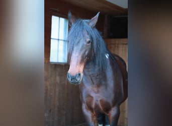 Cleveland Bay, Klacz, 15 lat, 162 cm, Tobiano wszelkich maści