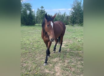 Cleveland Bay, Mare, 5 years, 16 hh, Bay