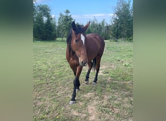 Cleveland Bay, Mare, 6 years, 16 hh, Bay