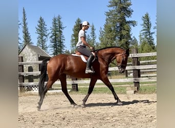 Cleveland Bay, Mare, 6 years, 16 hh, Bay