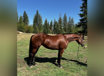 Cleveland Bay, Mare, 6 years, 16 hh, Bay