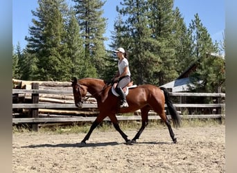 Cleveland Bay, Mare, 6 years, 16 hh, Bay