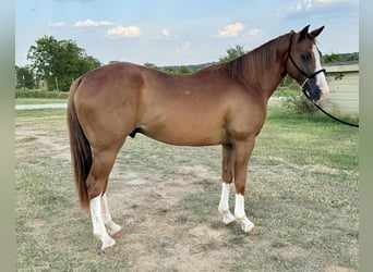 Cleveland Bay, Wallach, 8 Jahre, 142 cm, Dunkelfuchs