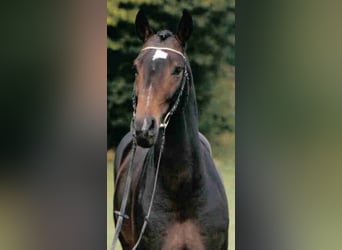 Koń wirtemberski, Ogier, 33 lat, 167 cm, Ciemnogniada