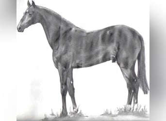 Koń wirtemberski, Ogier, 33 lat, 167 cm, Ciemnogniada