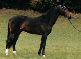 Wuerttemberg, Stallion, 33 years, 16.1 hh, Bay-Dark