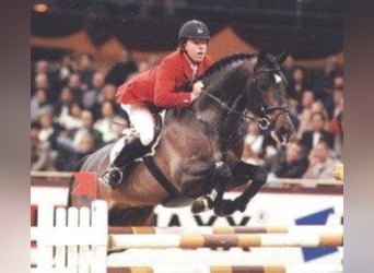 Württemberger, Stallone, 35 Anni, 167 cm, Baio scuro