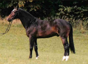 Württemberger, Stallone, 35 Anni, 167 cm, Baio scuro