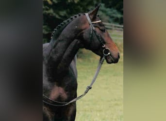 Württemberger, Stallone, 35 Anni, 167 cm, Baio scuro