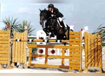 Württemberger, Stallone, 35 Anni, 167 cm, Baio scuro