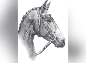 Württemberger, Stallone, 35 Anni, 167 cm, Baio scuro