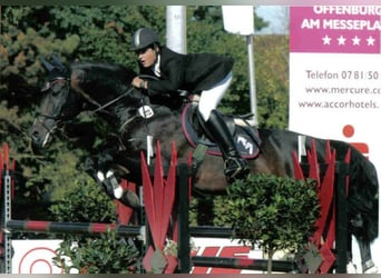 Württemberger, Stallone, 35 Anni, 167 cm, Baio scuro