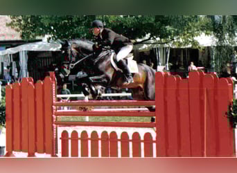 Württemberger, Stallone, 35 Anni, 167 cm, Baio scuro