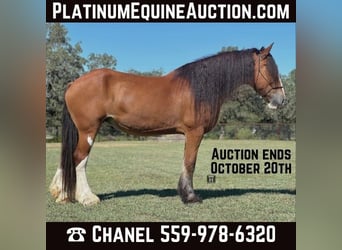 Clydesdale, Caballo castrado, 10 años, 173 cm, Castaño-ruano