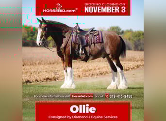 Clydesdale, Caballo castrado, 10 años, 175 cm, Castaño rojizo