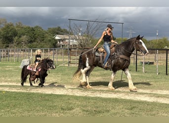 Clydesdale, Caballo castrado, 11 años, Castaño
