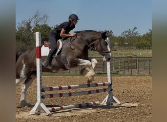 Clydesdale, Caballo castrado, 11 años, Castaño