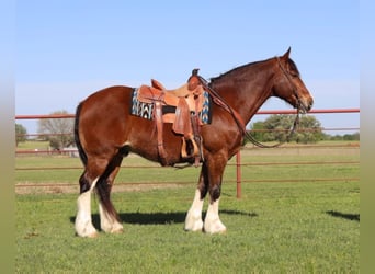 Clydesdale, Caballo castrado, 11 años, Castaño rojizo