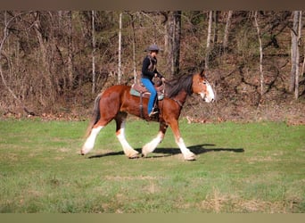 Clydesdale, Caballo castrado, 14 años, 173 cm, Alazán rojizo