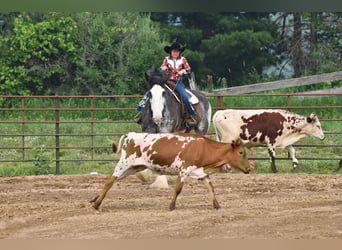Clydesdale, Caballo castrado, 18 años, 183 cm, Negro