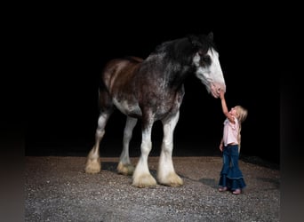 Clydesdale, Caballo castrado, 20 años, 183 cm, Negro