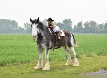 Clydesdale, Caballo castrado, 20 años, 183 cm, Negro