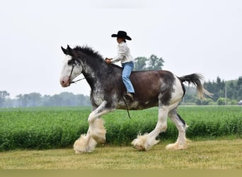 Clydesdale, Caballo castrado, 20 años, 183 cm, Negro