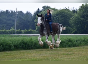 Clydesdale, Caballo castrado, 20 años, 183 cm, Negro