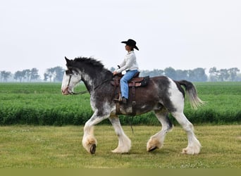 Clydesdale, Caballo castrado, 20 años, 183 cm, Negro