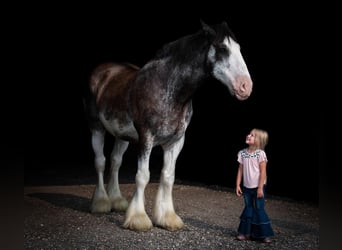 Clydesdale, Caballo castrado, 20 años, 183 cm, Negro