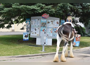 Clydesdale, Caballo castrado, 20 años, 183 cm, Negro